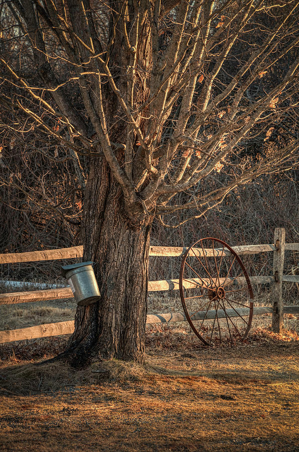 Sugaring Season by Thomas Gaitley Sugaring Season by Thomas Gaitley