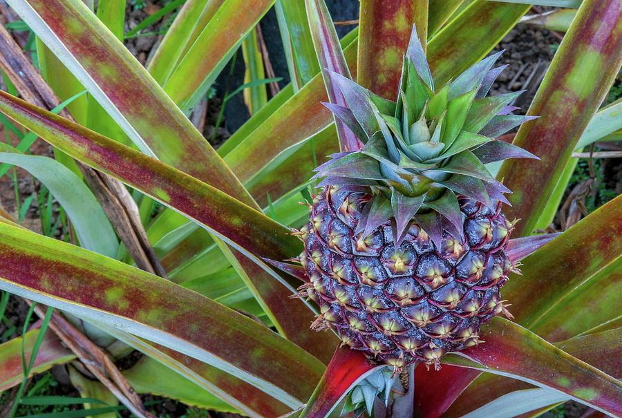 Sugarloaf Pineapple Photograph by Doug Davidson