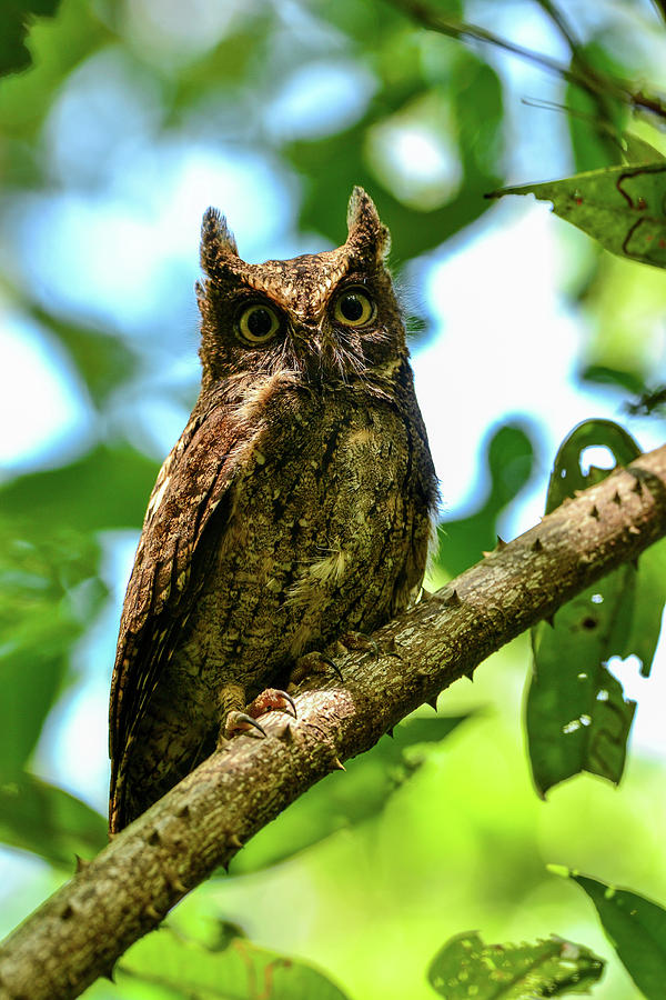 Sulawesi Scops-owl Photograph by Alfrets Masala - Fine Art America