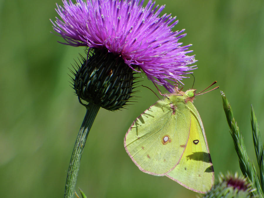 Sulfur Butterfly And Thistle Photograph