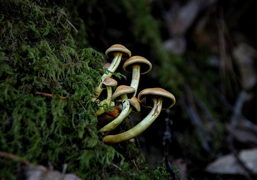 Mushroom Photograph - Sulfur Tufts by Betty Depee