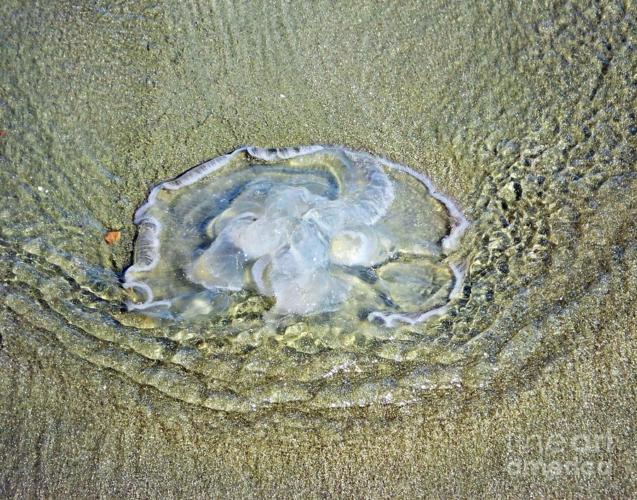 Sullivans Island 2  Large Jellyfish Photograph by Lizi Beard-Ward