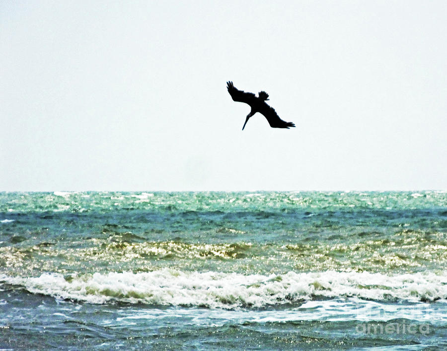Sullivans Island 3  Pelican Dive Photograph by Lizi Beard-Ward