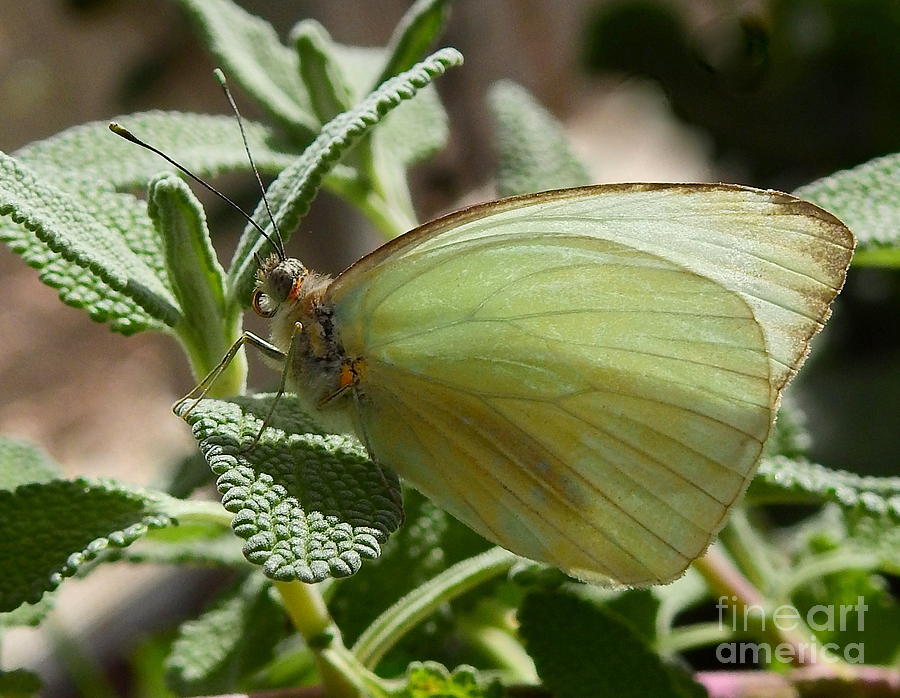 Sulphur Butterfly Photograph by Carol Komassa