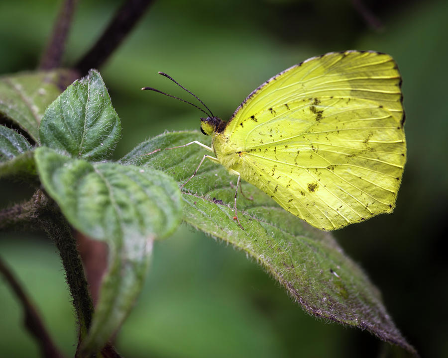 Sulphur Butterfly Jardin Botanico del Quindio Calarca Colombia Photograph by Adam Rainoff