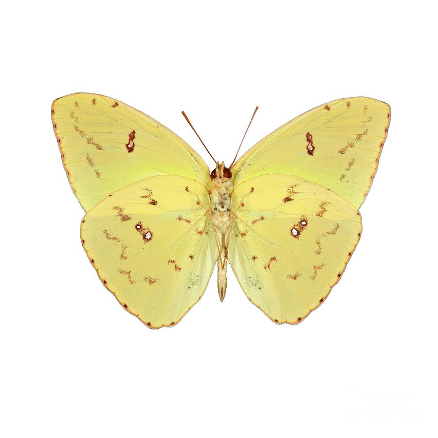 Butterfly Photograph - Sulphur Butterfly (phoebis Sp.) by Dr Keith Wheeler/science Photo Library