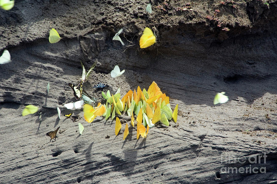 Sulphur Butterfly Salt Lick Photograph by Daniel Sambraus/science Photo Library
