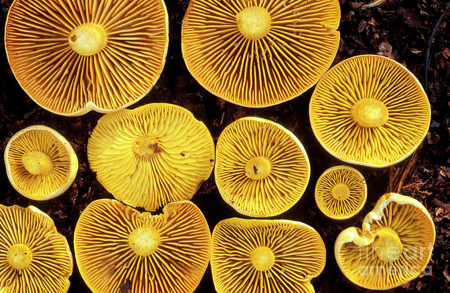 Sulphur Toadstools Photograph by Dr Keith Wheeler/science Photo Library