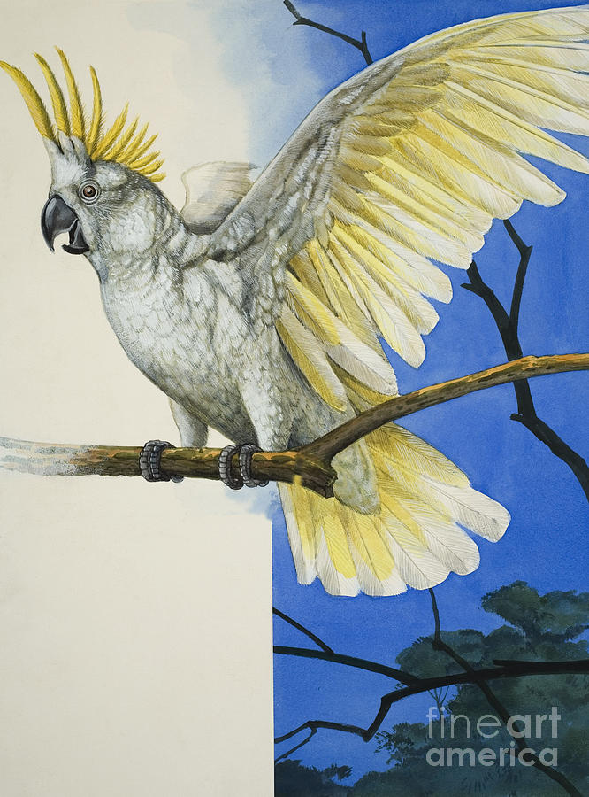 Sulphur,crested Cockatoo Painting by Rb Davis