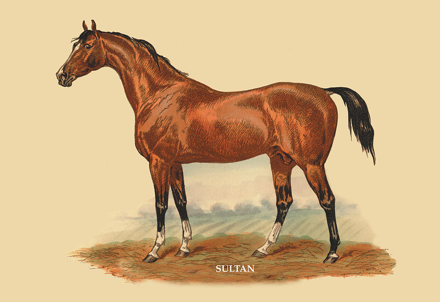 Horse Painting - Sultan by L. Penicaut