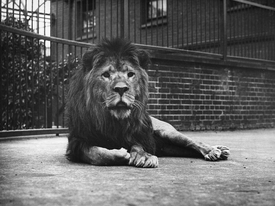 Sultan The Lion Photograph by London Stereoscopic Company