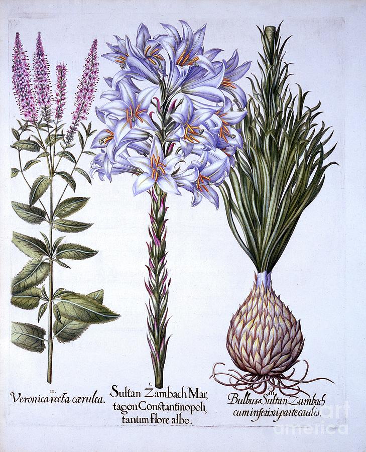 Sultan Zambach Lily And Bulb Drawing by Heritage Images