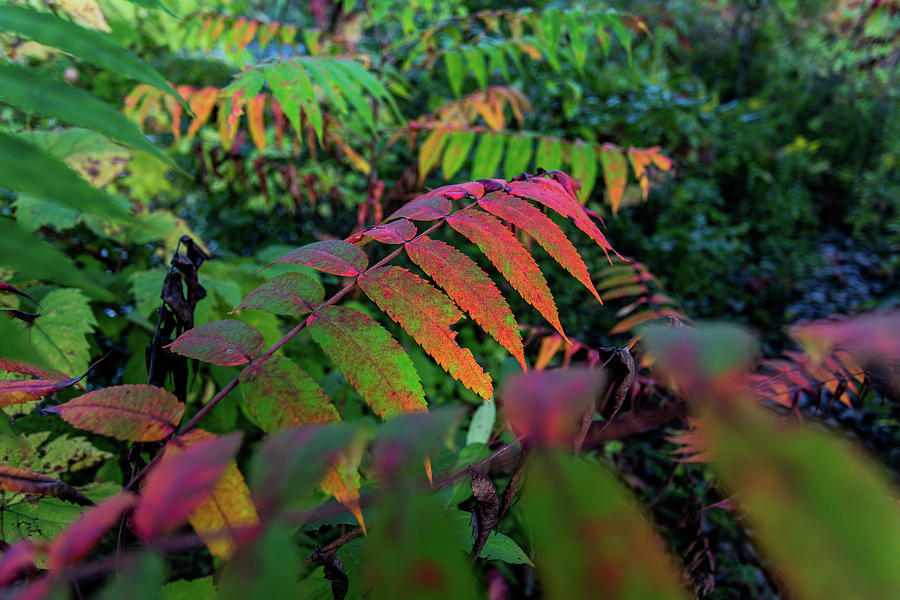 Sumac Colors Photograph by Neal Nealis Fine Art America