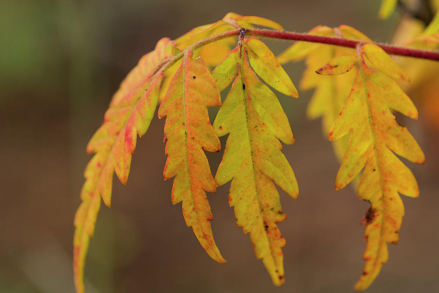 Sumac Leaves by Robert Potts Sumac Leaves by Robert Potts