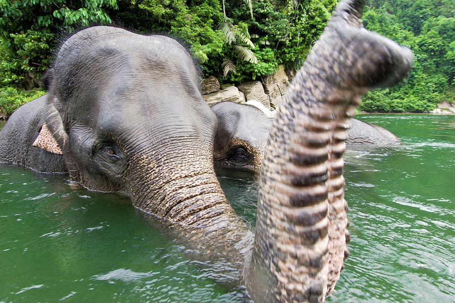 Sumatran Elephants (elephas Maximus Photograph by Nick Garbutt | Fine ...