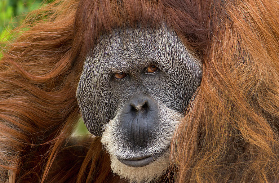 Sumatran Orangutan Male, Native To Sumatra Photograph by Tim Fitzharris