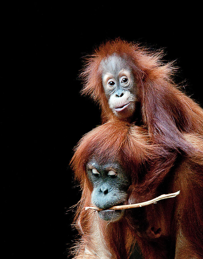 Sumatran Orangutan Mother  And Child Photograph by Gail 