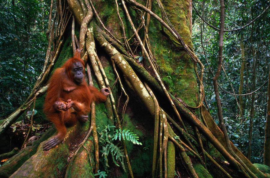 Sumatran Orangutan Pongo Pongo Abelii Photograph by Art Wolfe