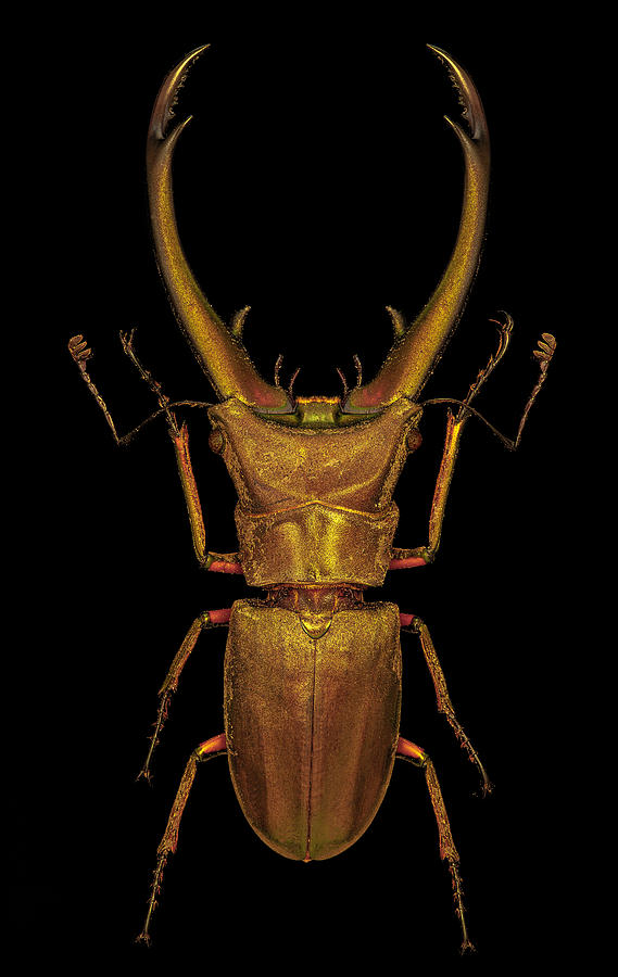 Sumatran Stag Beetle by Gary Shepard Sumatran Stag Beetle by Gary Shepard