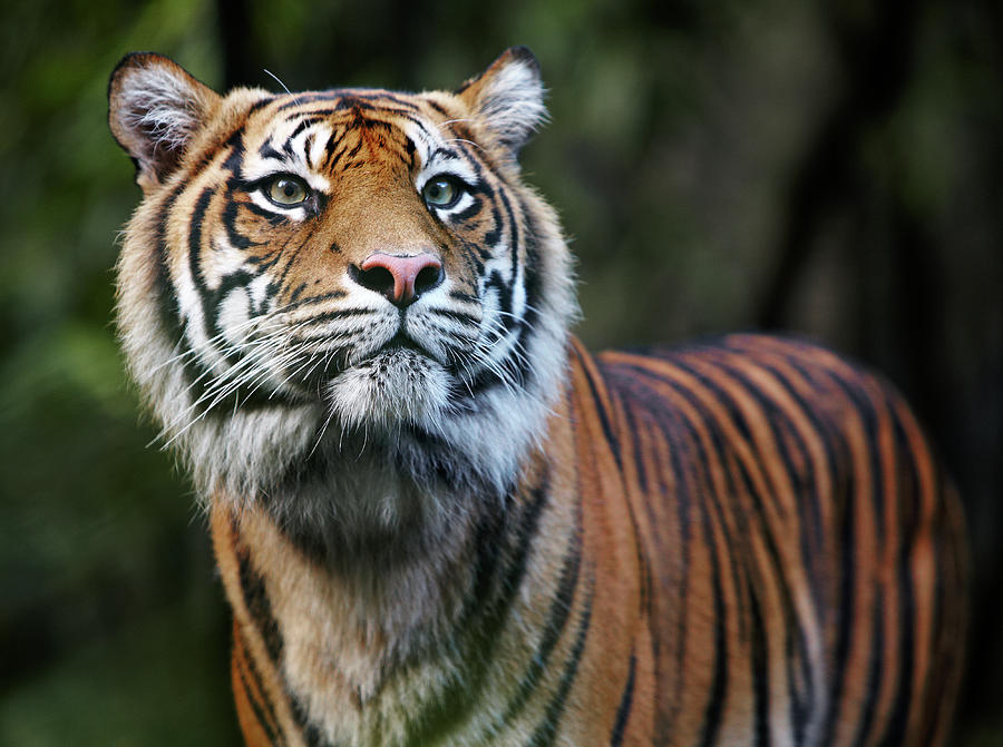 Sumatran Tiger Photograph by Allan Baxter