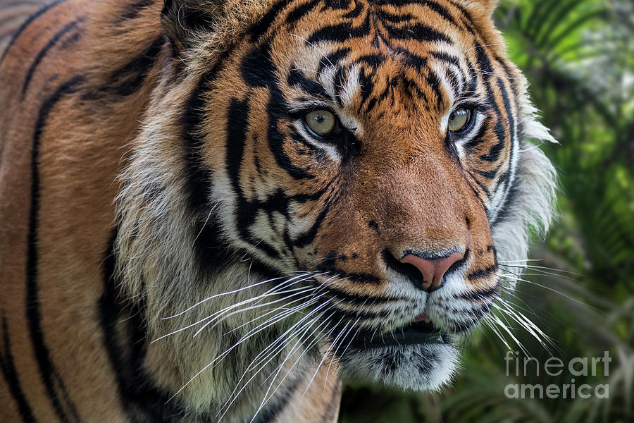 Sumatran Tiger Photograph by Arterra Picture Library