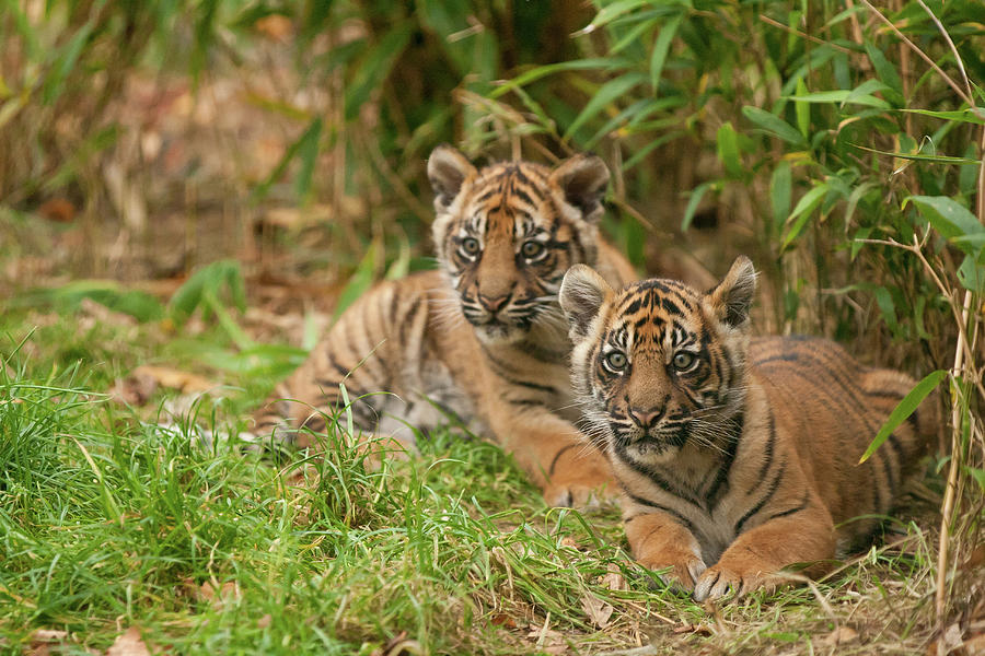 Sumatran Tiger Cubs Photograph by Claire Hogg