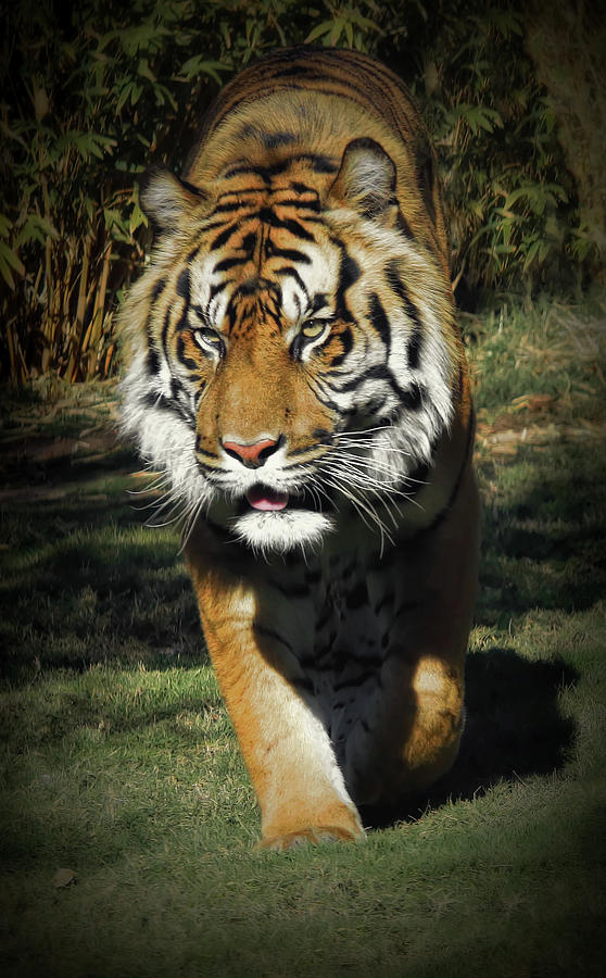 Sumatran Tiger Face To Face Photograph