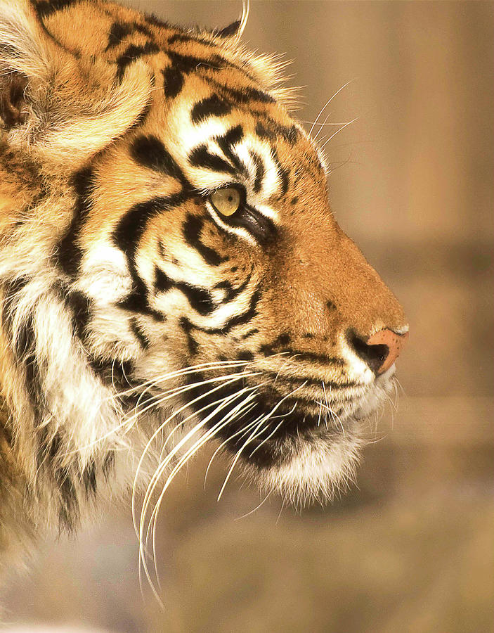 Sumatran Tiger Photograph by Gail Shotlander