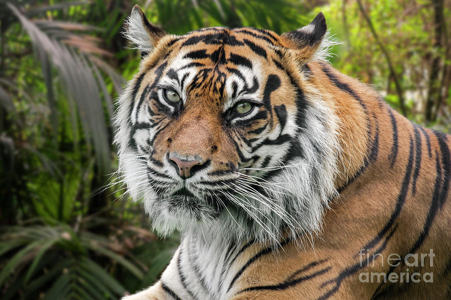 Sumatran Tiger in Forest Photograph by Arterra Picture Library