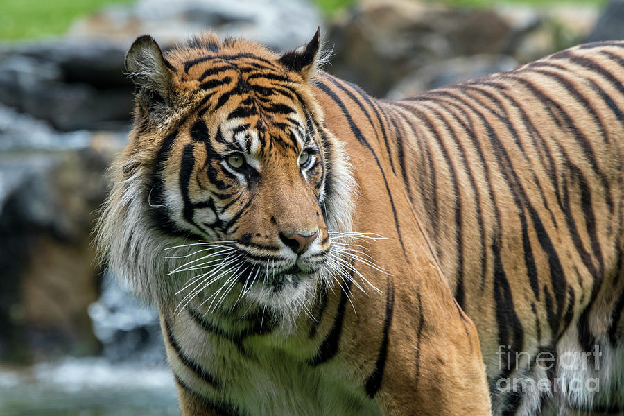 Sumatran Tiger in Stream Photograph by Arterra Picture Library