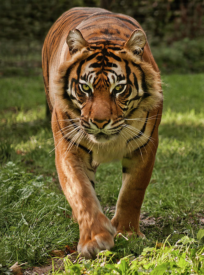 Sumatran Tiger Photograph by John Dickson
