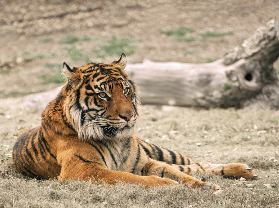 Sumatran Tiger Photograph by Laurel Powell