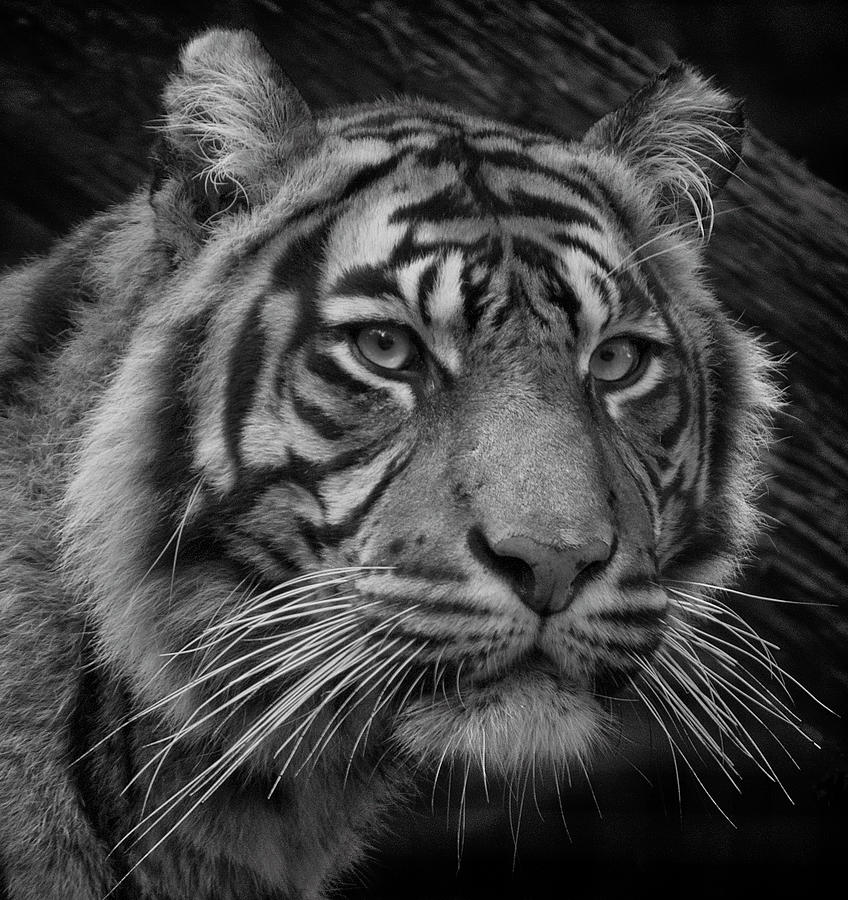 Sumatran Tiger Mono Portrait Photograph by John Dickson