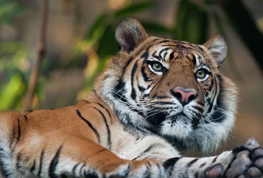 Sumatran Tiger Panthera Tigris Sumatrae by Craig P. Jewell