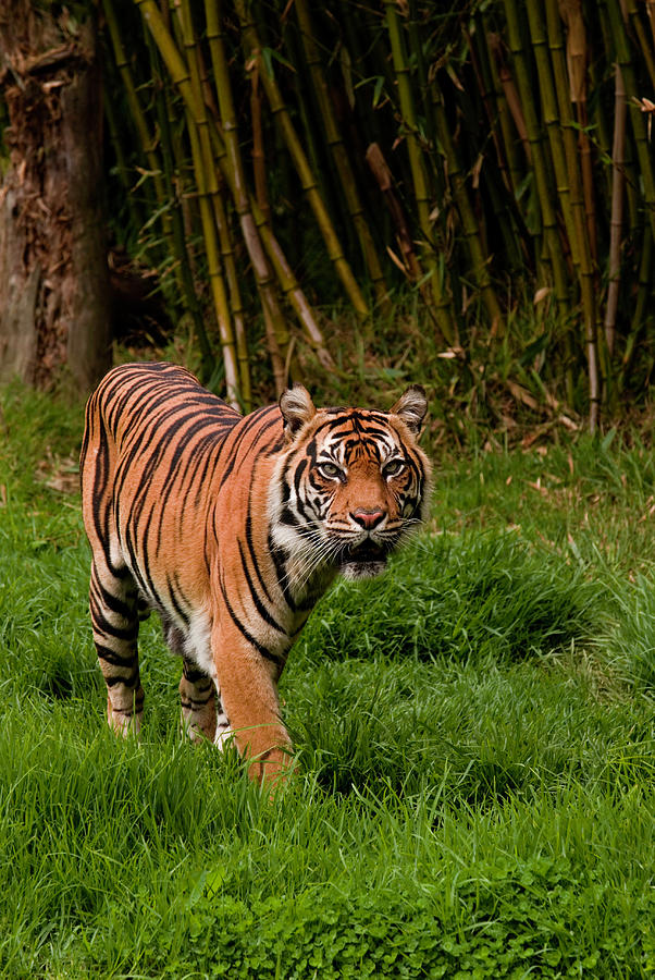 Sumatran Tiger Roaming The Jungle Photograph by Deanbirinyi
