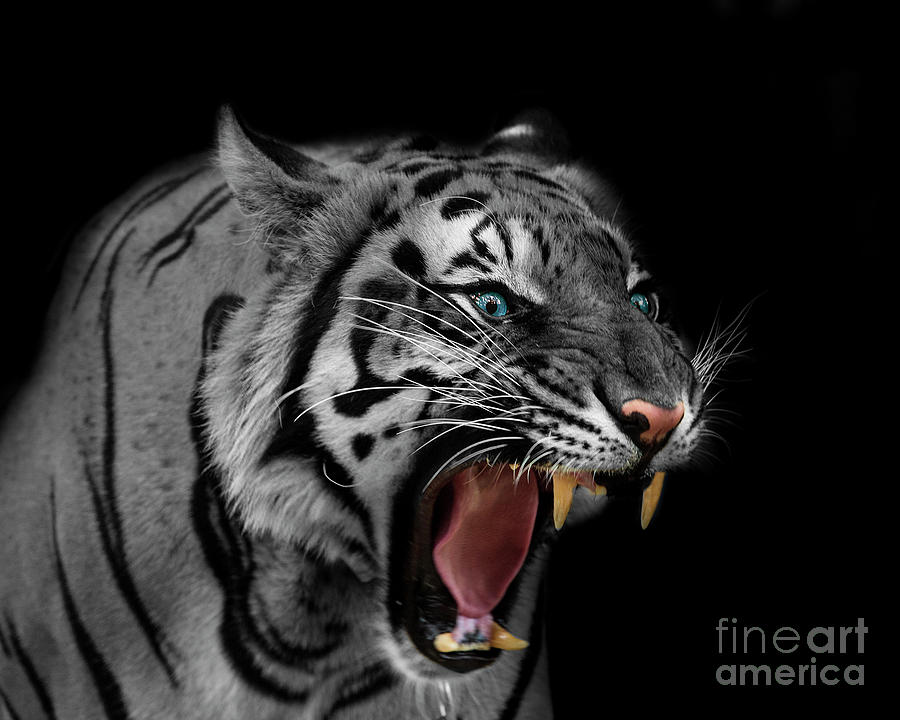 bengal tiger roaring