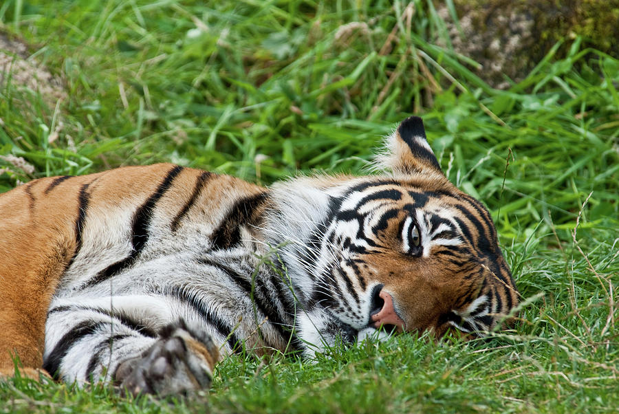 Sumatran Tiger Sleeping With One Eye Photograph by Jeffgoulden