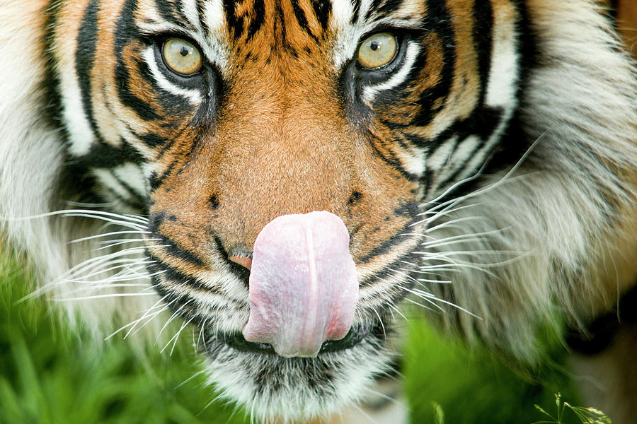 Tiger Looking Camera Stock Illustrations – 2,004 Tiger Looking