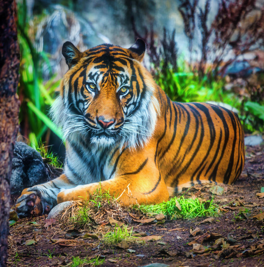  Sumatran Tiger waiting For The Hunt Photograph by Garry Gay
