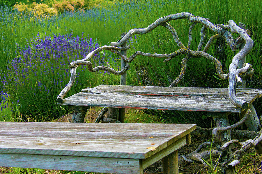 Summer afternoon at a lavender garden Photograph by Leslie Struxness