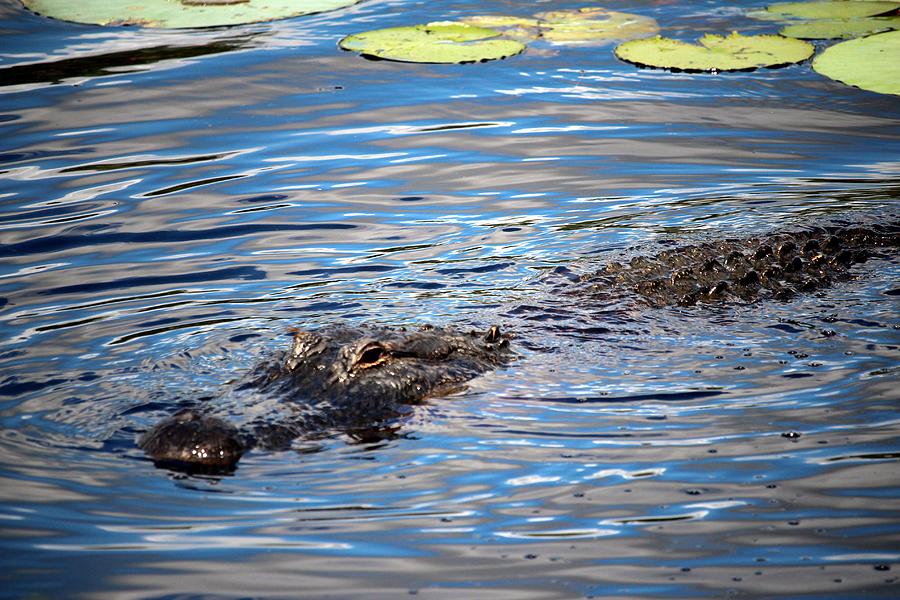 Summer Alligator Photograph by Cynthia Guinn