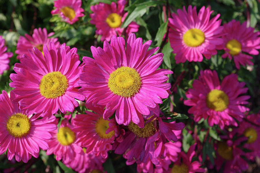 Summer Asters 4636 Photograph by R V James | Fine Art America