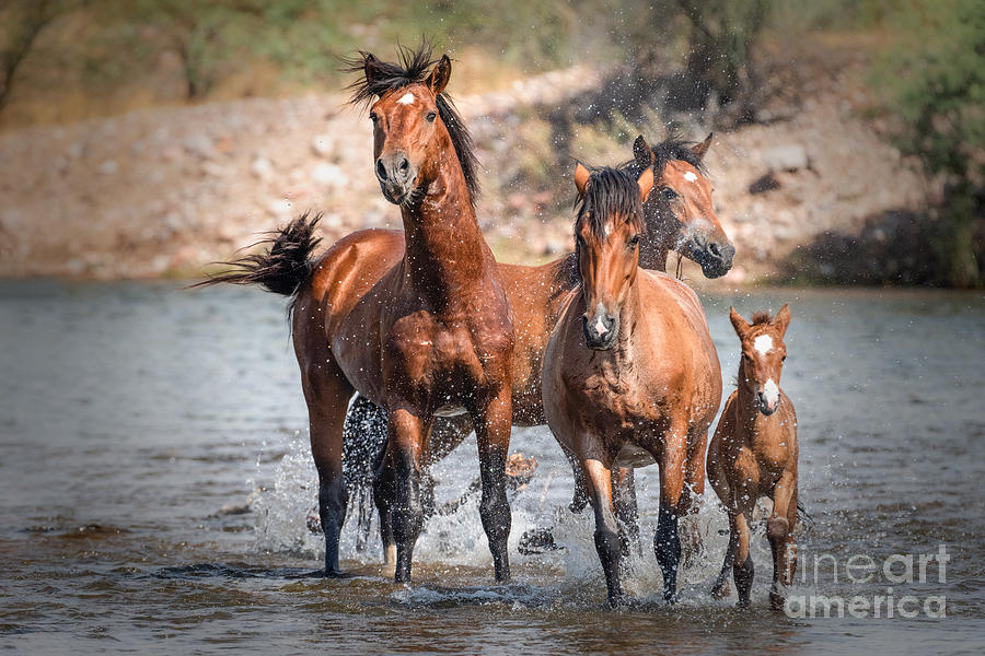 Horse Photograph - Summer at the River by Lisa Manifold