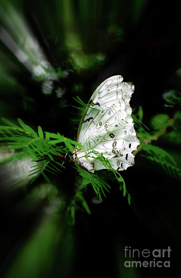 Summer Azure Butterfly Photograph by Elaine Manley