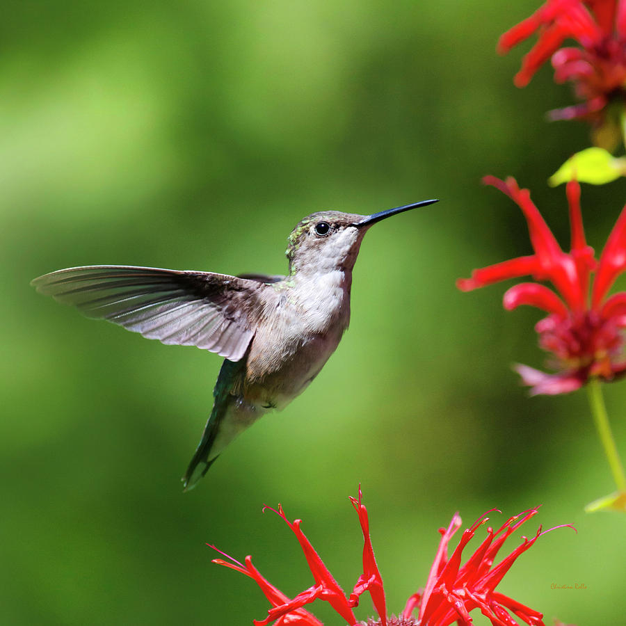 Summer Beauty Hummingbird Square Photograph by Christina Rollo