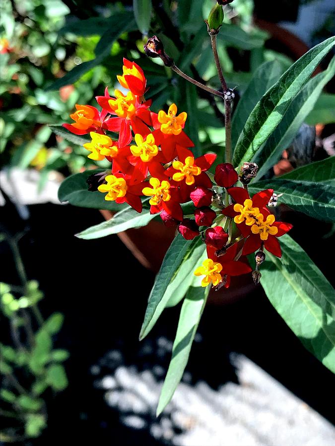Mexican Butterfly Weed Photograph Photograph by Kimberly Walker