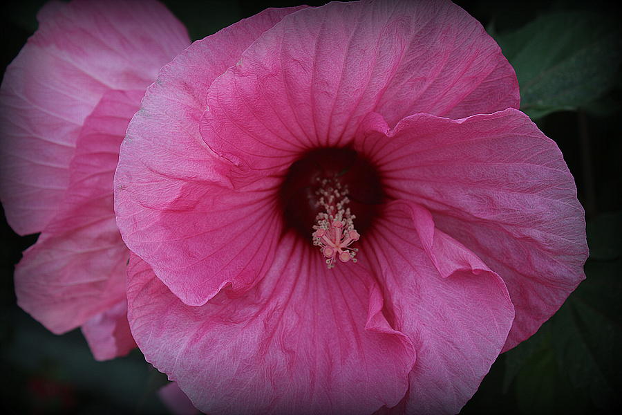 Summer Beauty - Tropical Pink Hibiscus Photograph by Dora Sofia Caputo