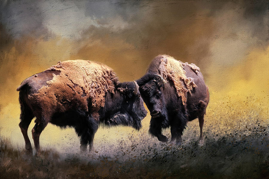 Bison Photograph - Summer Bison by Donna Kennedy Bison Photograph - Summer Bison by Donna Kennedy