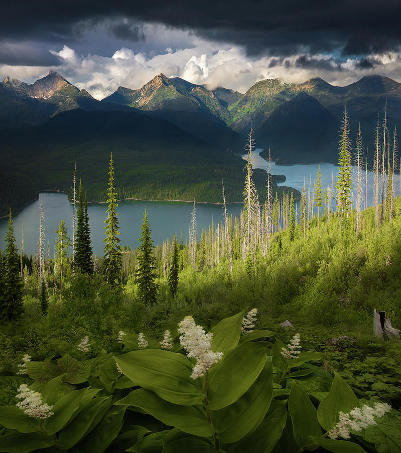 Summer Bloom / Hungry Horse Reservoir, Western Montana by Nicholas Parker Summer Bloom / Hungry Horse Reservoir, Western Montana by Nicholas Parker