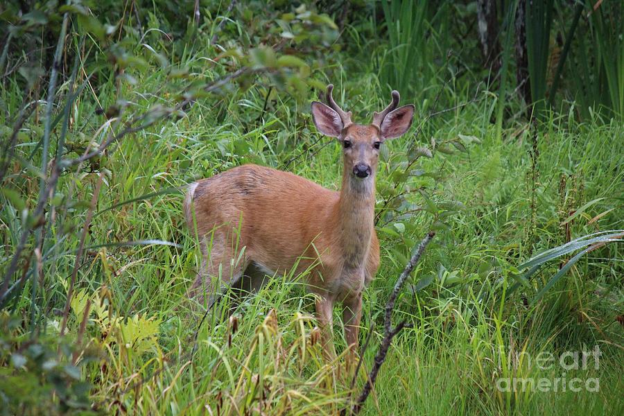 Summer buck Palmyra Maine Photograph by Colleen Snow - Fine Art America